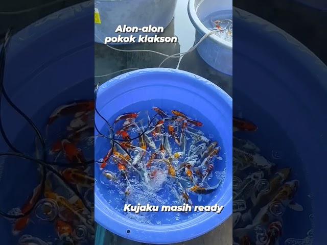 kujaku masih ready bolo, wahana koi alon-alon pokok klakson