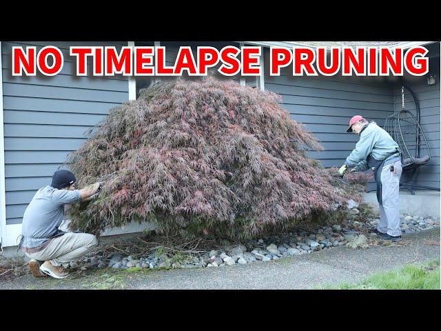 Pruning a Japanese Maple using bonsai techniques.