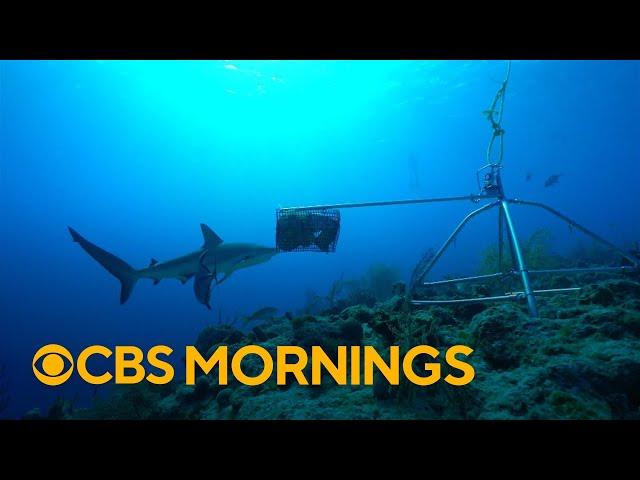 How AI and innovative technology are helping countries to protect ocean life