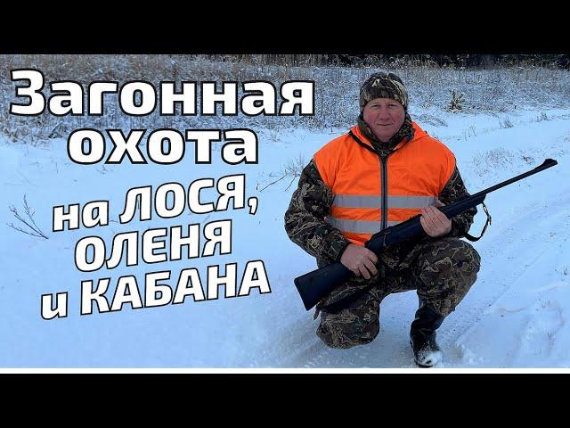 Загонная охота на ЛОСЯ, ОЛЕНЯ и КАБАНА! ПОВЕЗЛО! Кабаны вышли на меня!