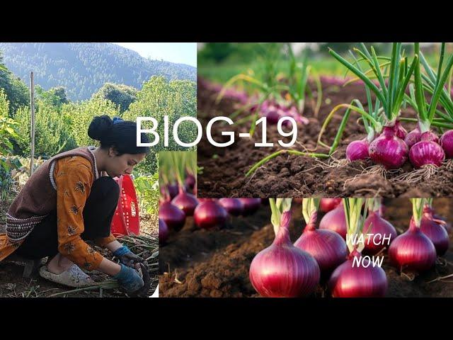 Organic and fresh onion  is ready now ️#nature #field #mountains