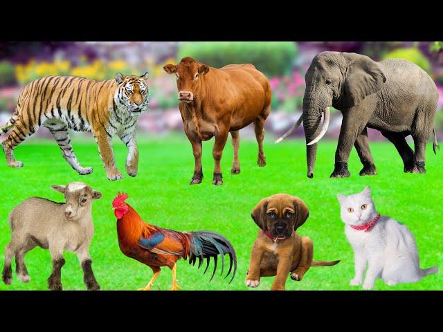 Wonderful Farm Animals :  Rabbit, Goat, Cow, Chicken, Cat, Dog, Sheep, Elephant - Farm Animal Sounds