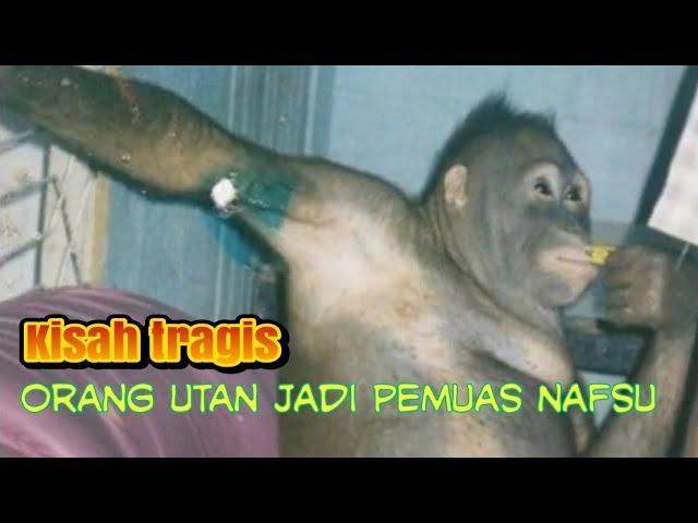 Kisah tragis orang utan jadi pemuas nafsu manusia