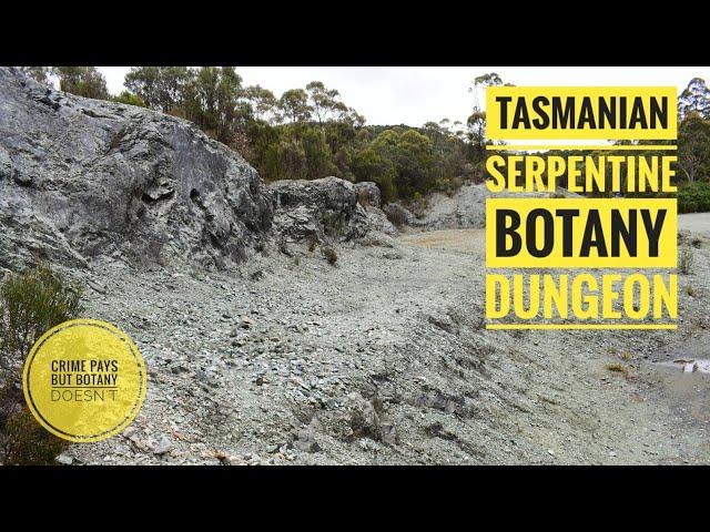 Tasmanian Serpentine Botany Dungeon & Huon Pine Shorts