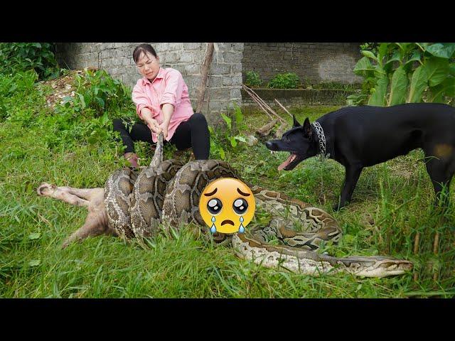Harvesting Watermelon & goes to Market Sell – Battle Between Giant PYTHON and Dog on the Farm!