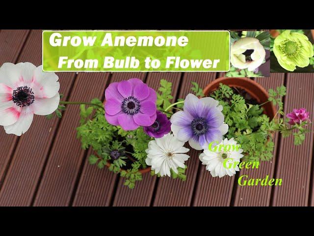 Growing Anemone from Bulb to Flower