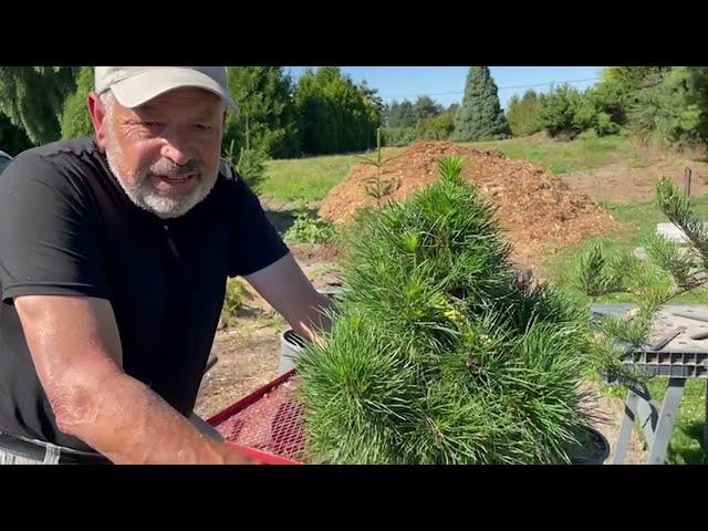 Repotting Trees: Tips for Upsizing and Care at Burkland Gardens