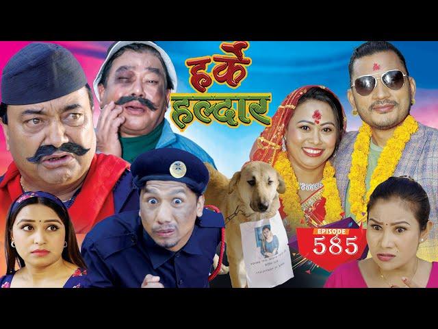 Harke Haldar -  साँढेको जुधाई बाच्छाको मिचाई !! l 05 February  2023  (Ep 585)