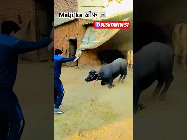 Malji ka खौफ jhote me #jhotalover #jhotaracenew #viralvideo #farming #jhota #jhotarace #trending