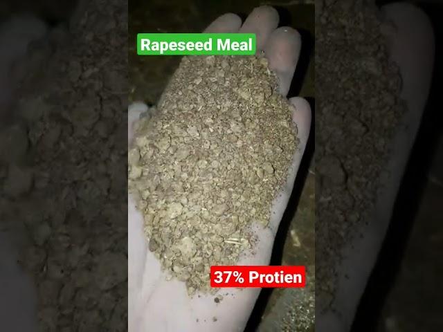 Rapseed Meal || Physical Appearance || Feed Ingredient || #feedmill  #feedchannel