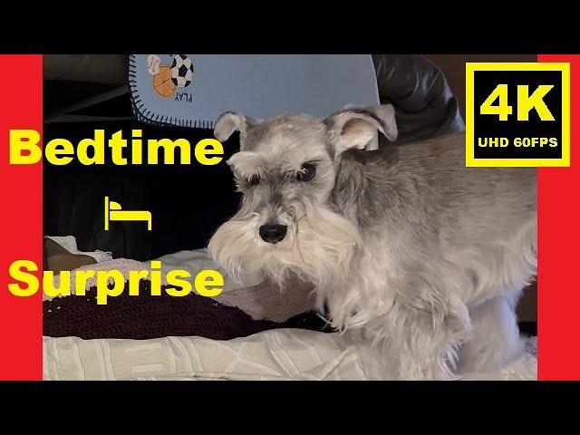 Bedtime  Surprise - Miniature Schnauzer Brothers