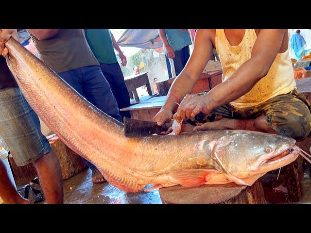 Amazing Fish In Bangladesh | Giant Wallago Attu Boal Fish Cutting Live In Fish Market