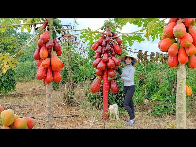 Harvesting Ripe and Succulent Red Papaya & Going To Market Sell - Cooking | Thu's Country Life