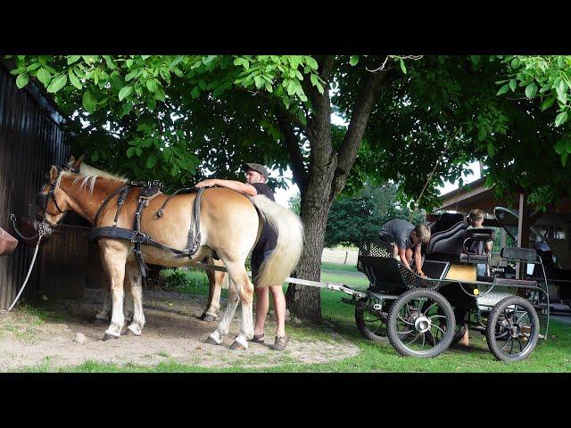 Eine Kutschfahrt mit Stephan in der Feldberger Seenlandschaft - VideoGustav