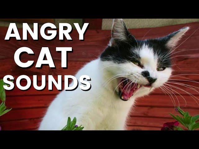 12 Hours of Angry Cat Sounds ~ SCARY ~ Ultra Fast Speed