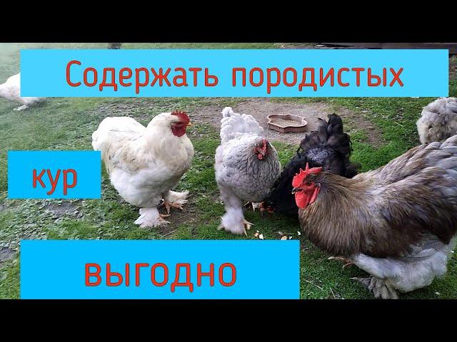 Выгодно ли содержать породистых кур?Кохинхины.