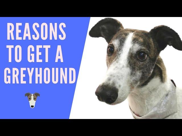 Reasons to get a greyhound