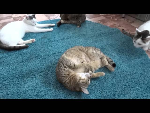 Кошки исследуют новый подаренный в Приют коврик