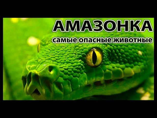 Самые опасные животные Амазонии