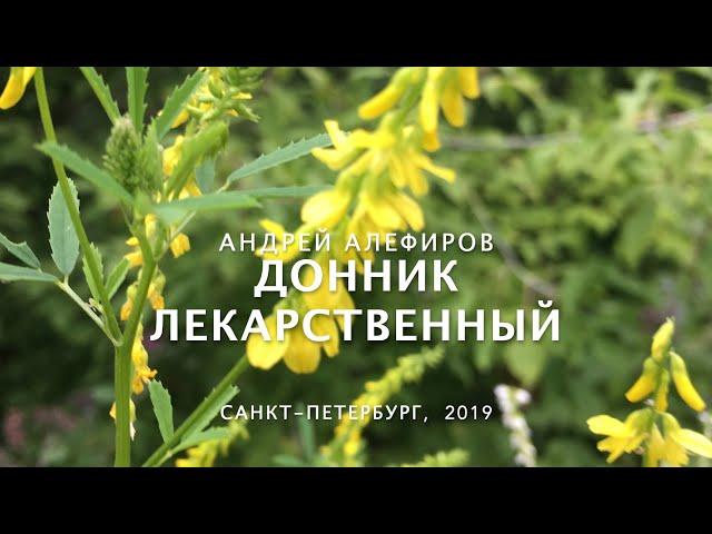 Донник лекарственный. Алефиров А.Н.