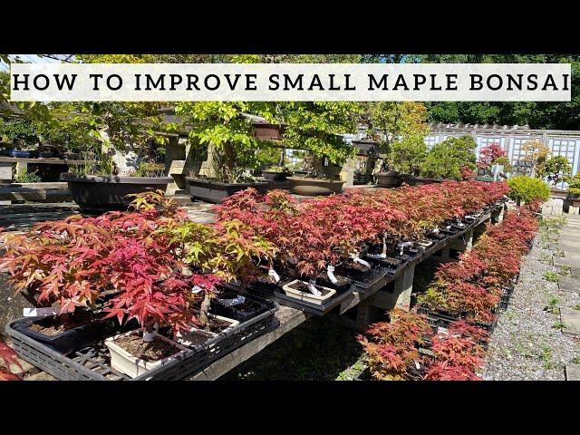 How to improve your small Maple Bonsai