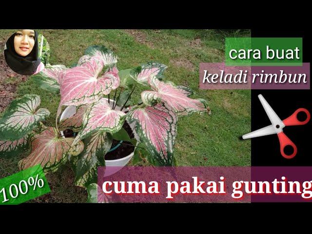 Cara agar Keladi rimbun dan berdaun besar//part 1