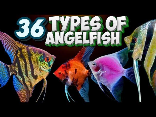 36 Different Types of Angelfish You Should Know About! (Pterophyllum)