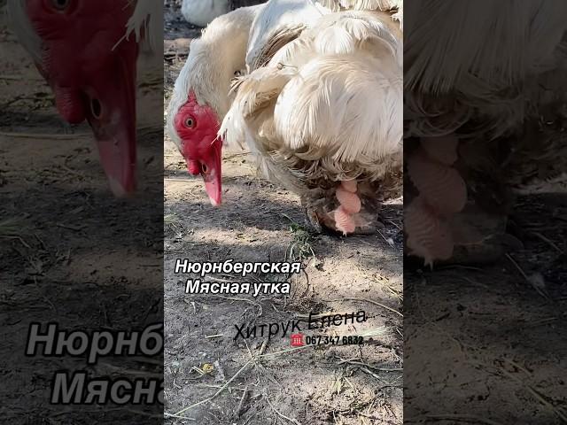 Купить инкубационное яйцо Мускусная утка Племенное хозяйство Хитрук Елена Украина