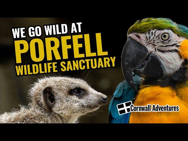 Giving exotic & wild animals a forever home | Porfell Wildlife Sanctuary, Cornwall