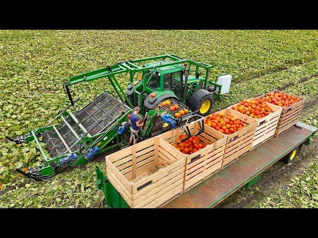 Mechanical Halloween Pumpkin Harvest | De Terp Squashpackers