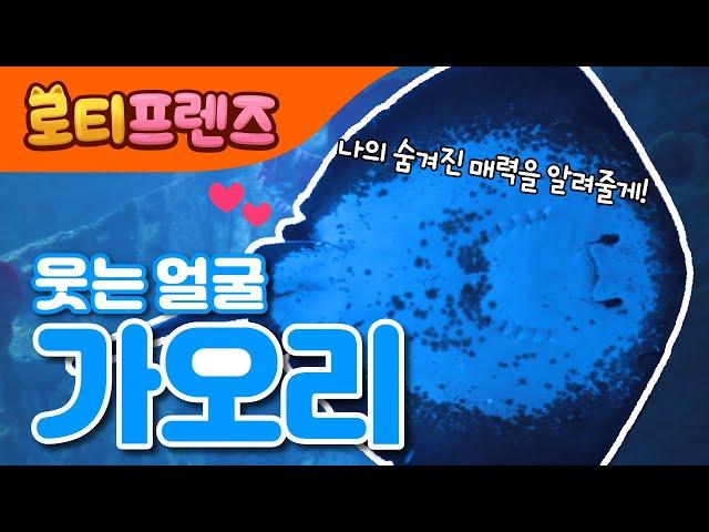 슈퍼스타 가오리  | 가오리 꼬리의 비밀은? | 물 속 장기자랑  | 바다동물 | 자연교육 | 로티프렌즈 인기동요 | LOTTY FRIENDS