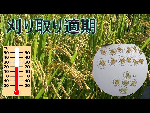 【稲刈りのベストタイミングは？積算温度と黄化率で完全解説！】