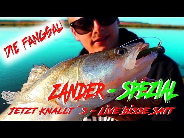 Zander - Spezial / schöne Live Bisse / Angeln vom Ufer auf Raubfisch / Die Fangsau  am Fluss