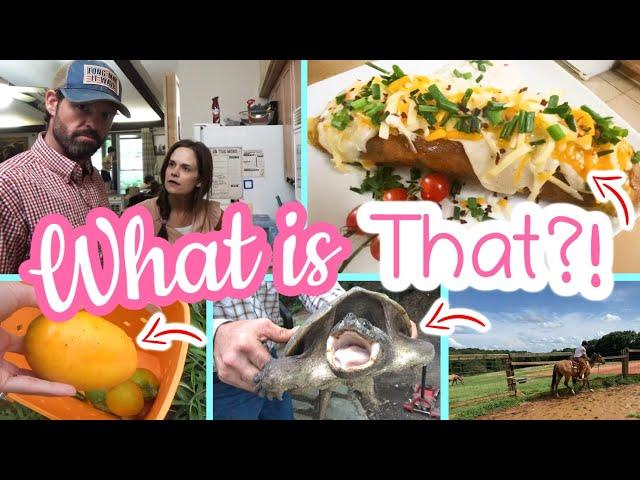 What has HE done?!  Orange Cucumbers, a Turtle Rescue, and GIANT Omelets! | Weekday Happenings