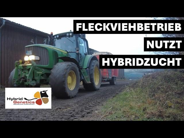 Fleckviehherde mit Tiefstreu und Biogas wird auf Hybridzucht umgestellt