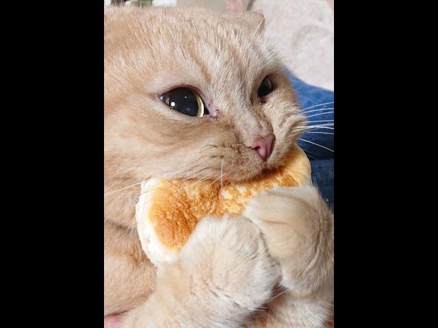  The funniest cats!  Compilation of funny videos of cats, kittens and dogs! 