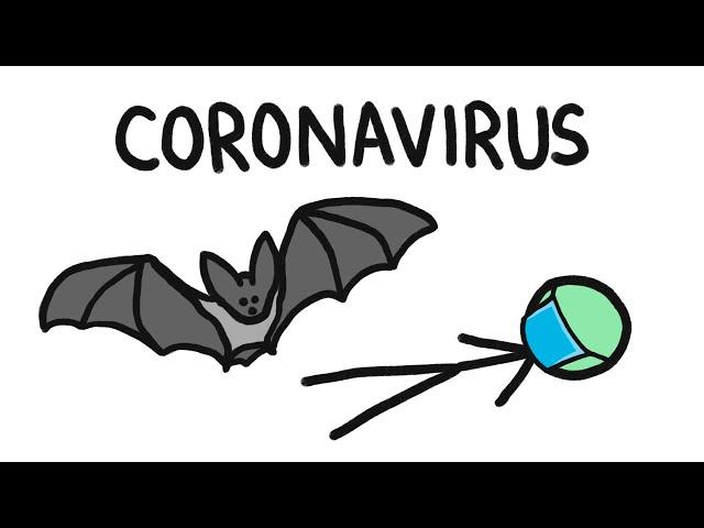 Why Do Bats Carry So Many Diseases? (like Coronavirus)