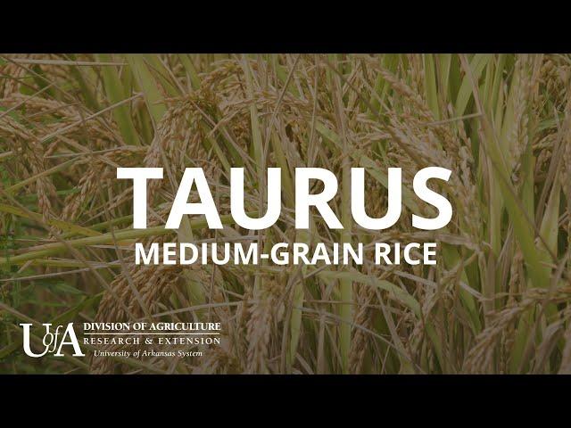 Taurus Medium-Grain Rice | Arkansas Rice Breeding