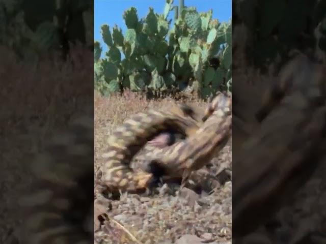 Gila Monsters Go Nuts #animalattacks #animals #lizard