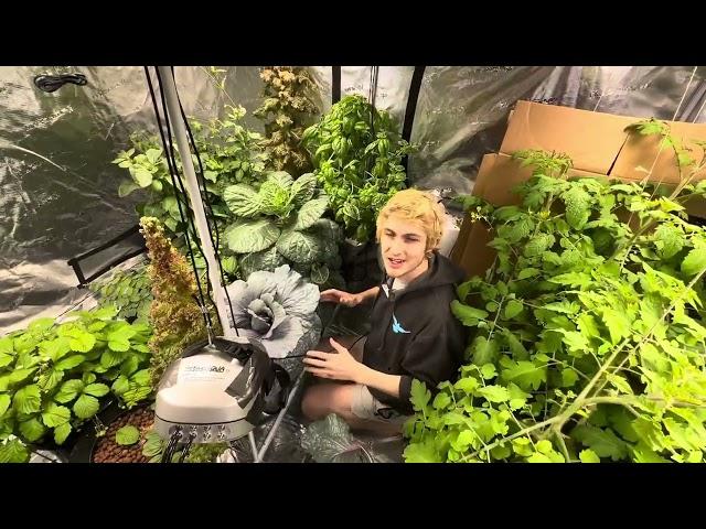 Making Pesto and salad from the indoor hydroponic garden