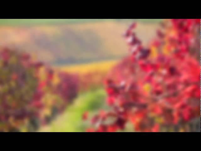 Wine Basics - The Beginner's Guide DVD - Clip 1