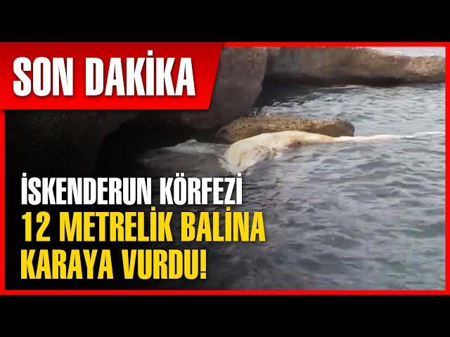 İskenderun Körfezi'nde Balina Karaya Vurdu! | Son Dakika Haber