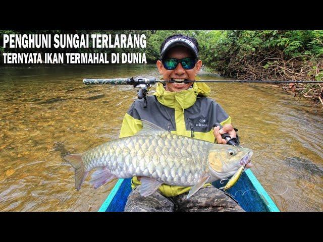 MANCING DI SUNGAI TERLARANG STRIKE IKAN TERMAHAL DI DUNIA - Danz Perdana