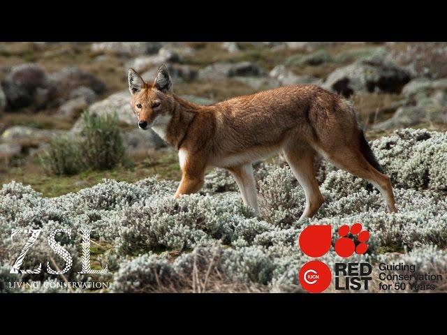 ZSL and the IUCN Red List