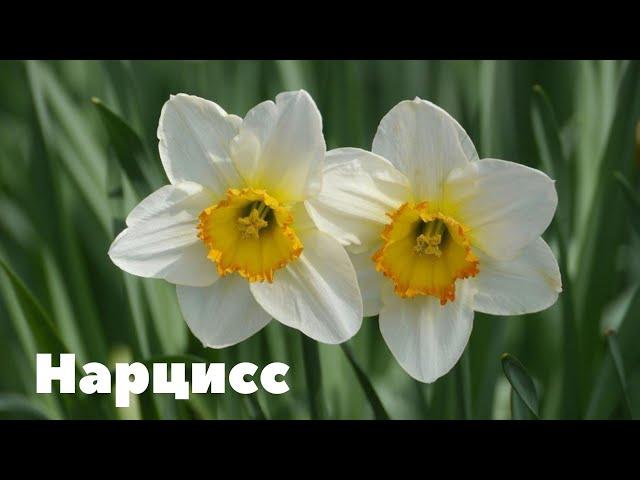 Нарцисс. Неприхотливые луковичные растения.