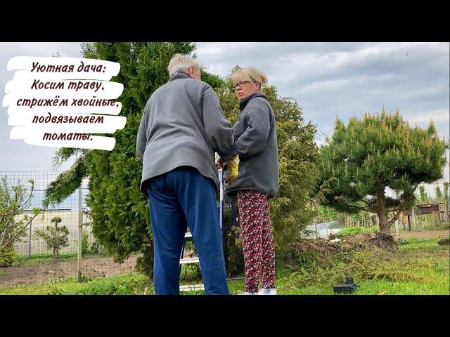 Уютная дача: Косим траву, стрижём хвойные, подвязываем томаты.