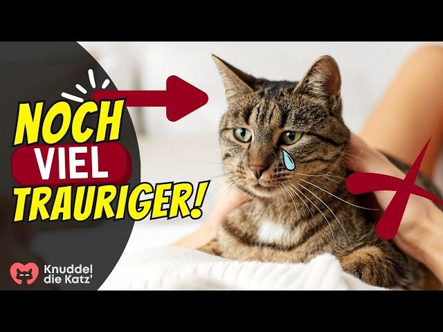 5 Dinge, die Katzen trauriger machen als zu wenig Kuscheln