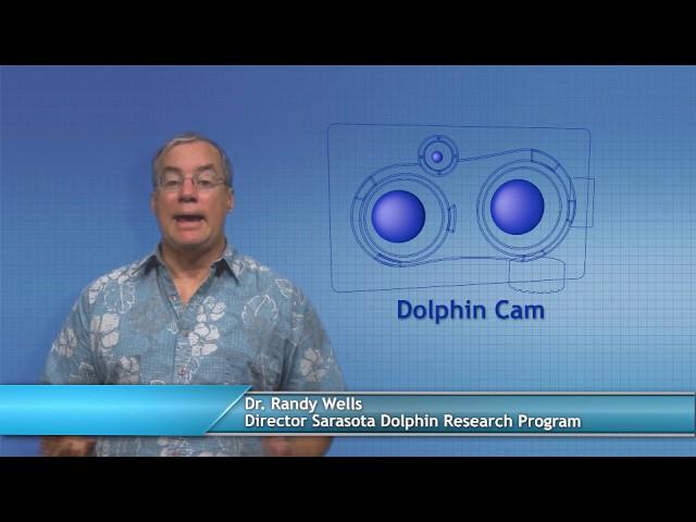 Dolphin Conservation — 5th Grade Curriculum, Part 1