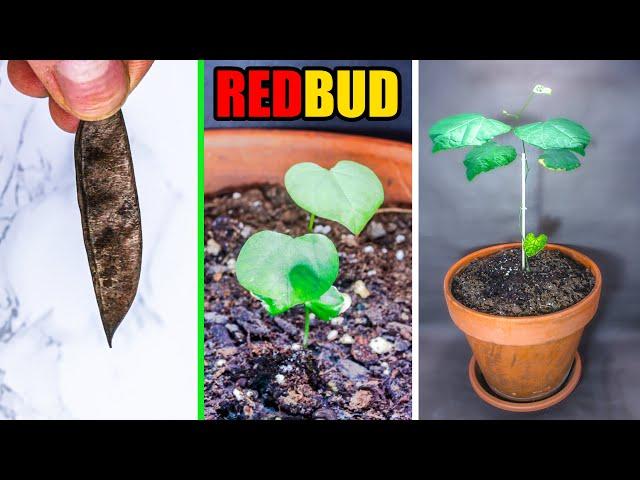 Growing Redbud Tree From Seed Time Lapse (168 Days)