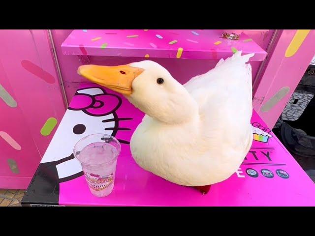 I took my duck to Hello Kitty Cafe